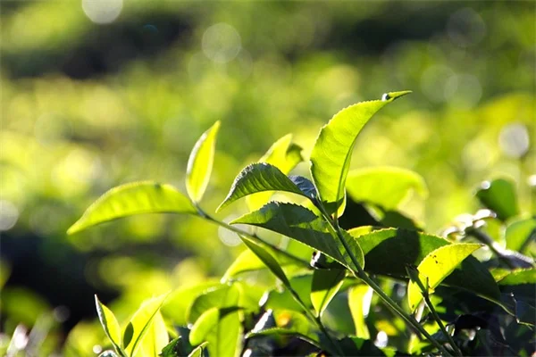 鉢底フィラーで土代節約！植物が元気に育つ3つの方法
