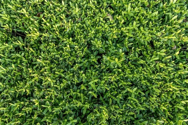 采摘初心者必見！安全な野花の見分け方とルール7選