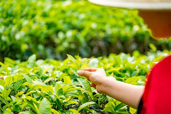 ビクトリア朝の花束の秘密：知っておきたい花言葉と作り方