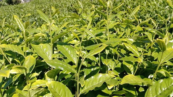 植物の開花時期はどう決まる？光と寒さを感知する驚きの仕組み