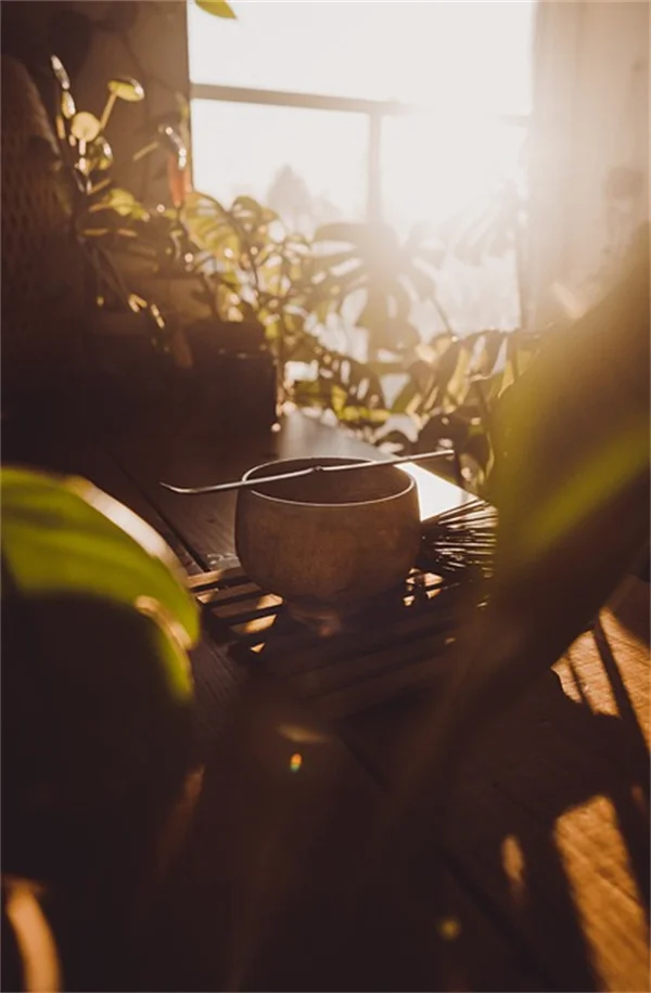 毒葛の見分け方｜似た植物との違いを写真で解説【体験談あり】