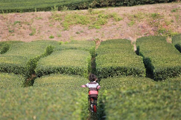 冬の庭、枯れ茎を残すだけでミツバチが越冬できる理由